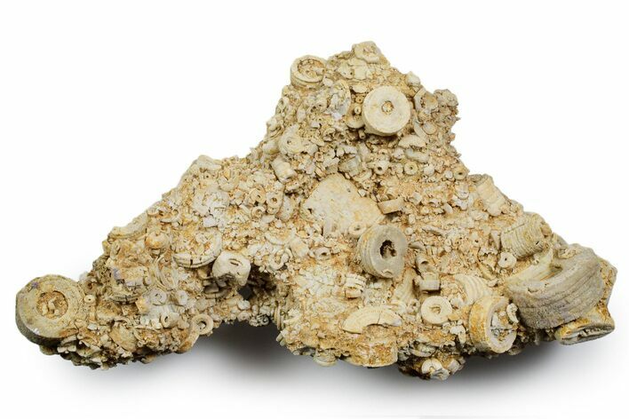 Mississippian Fossil Crinoid Stem & Cephalopod Plate - Kentucky #358735